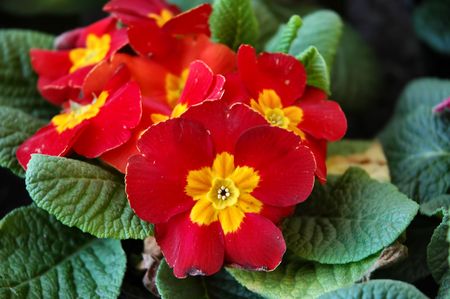 Flowersの写真素材