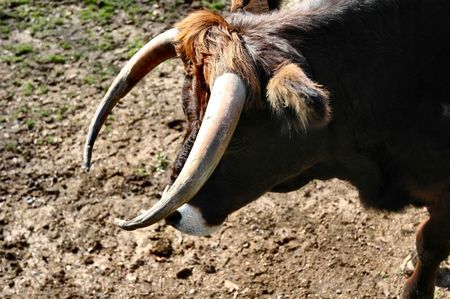 Ox headの写真素材