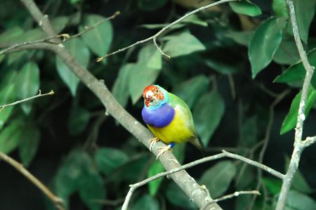 Exotic bird
