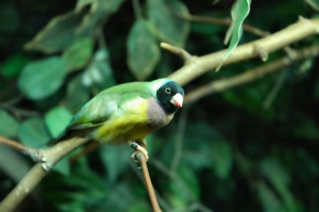 Exotic birdの写真素材