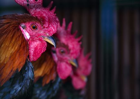 Roostersの写真素材