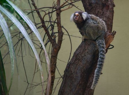 Little monkey
