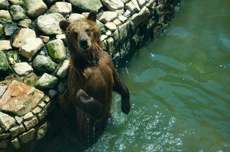 Bear on bath