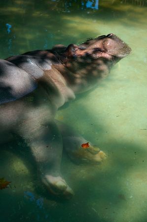 Hippo sleeping