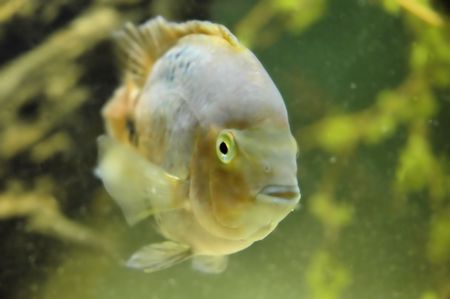 White and yellow fishの写真素材