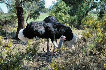 Ostrichの写真素材