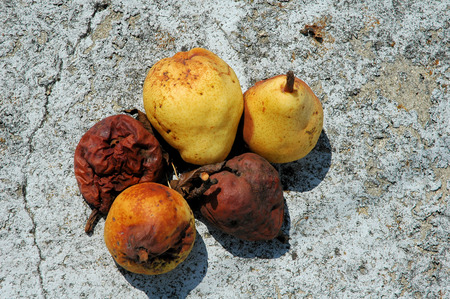 Dry and fresh pearsの写真素材