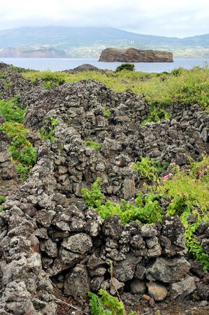 Typical vineyard at Azoresの写真素材