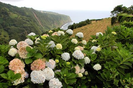 Landscape at Azoresの写真素材