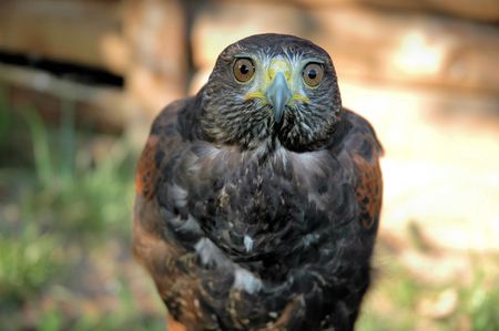 Eagleの写真素材