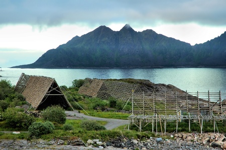 Codfish dryingの写真素材