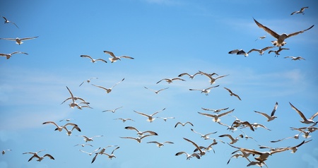 Seagullsの写真素材