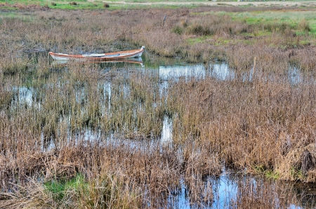 Semi-sunken boat in the middle of a swampの写真素材