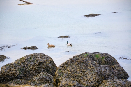 Ducks swimming near the rocks on the riverbanksの写真素材