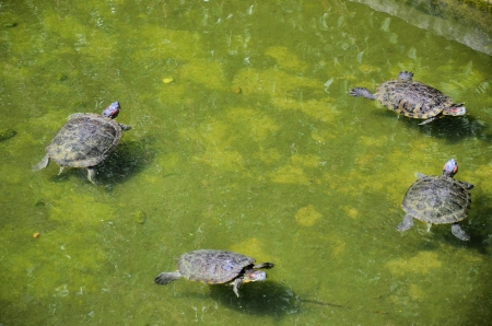 Turtles