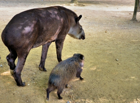 Tapir and cub boarの写真素材