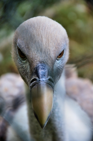 Vultureの写真素材