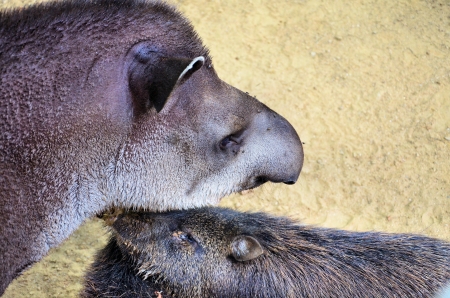 Tapirの写真素材