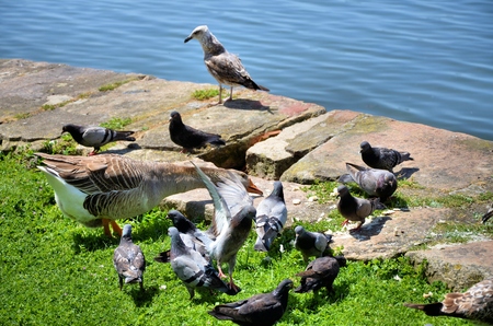 Birds on the riversideの写真素材