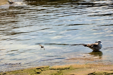 Brown seagull and thorn-apple