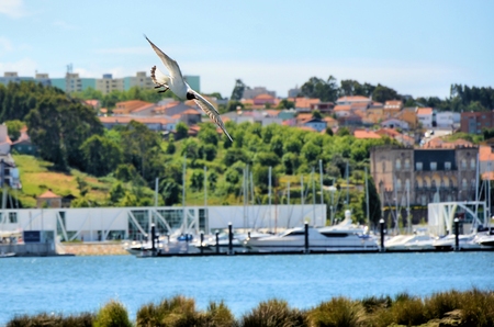 Rare seagull flying over the riverの写真素材