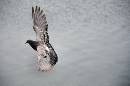 Pigeon flying over the riverの写真素材