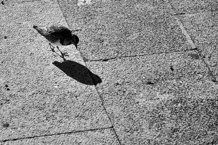 Small bird