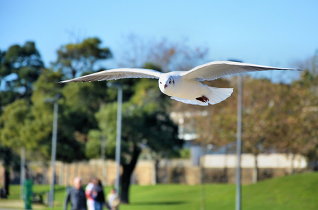 White gull flying in the parkの写真素材