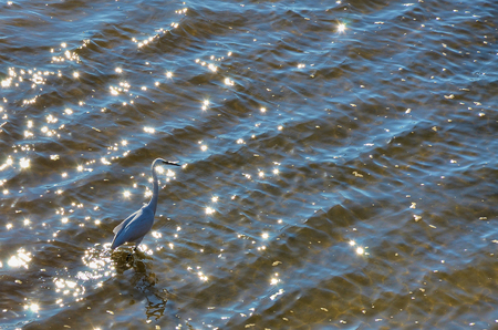 White egret on the shore of the riverの写真素材