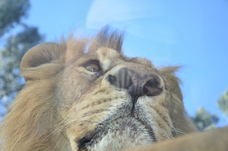 lionの写真素材