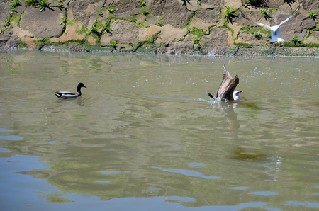 Wild birds flying and swimming near the banks of the Douro riverの写真素材