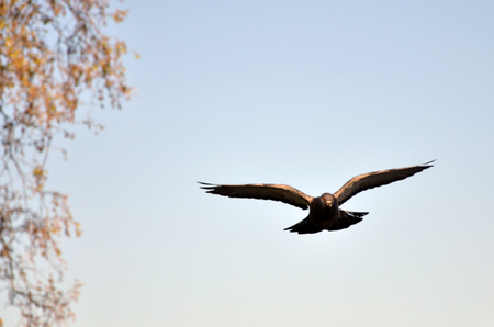 pigeonの写真素材