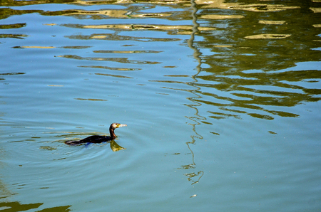cormorantの写真素材