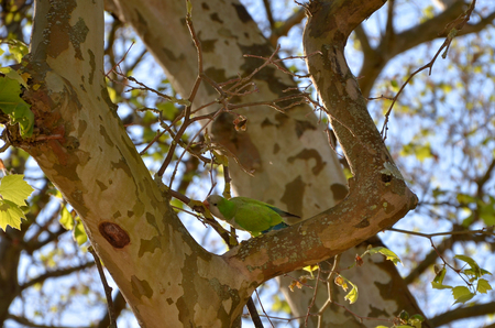 Budgerigar on tree branch