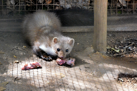 Portuguese stoat eating meat in a zooの写真素材