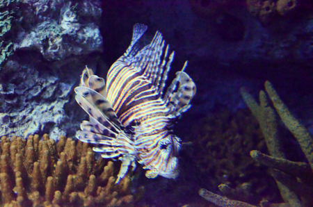 Scorpion fish along the coralの写真素材