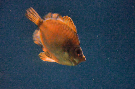 Orange fish