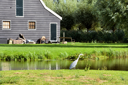 Gray heron in a farm in Netherlandsの写真素材