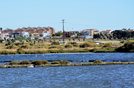 Wild birds on salt flats on Tagus riverの写真素材