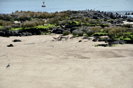 Seagulls and cormorants on riverbanksの写真素材