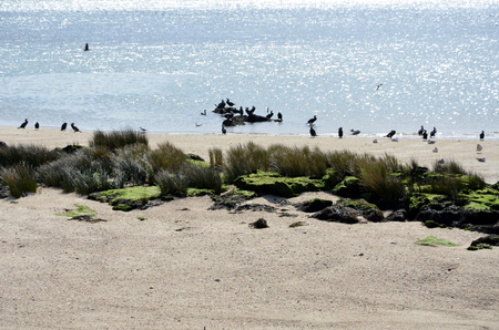Cormorants on the beachの写真素材