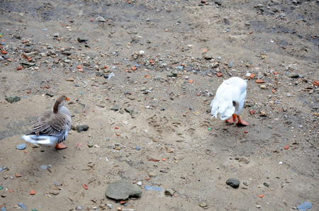 Couple of geese on the sandの写真素材