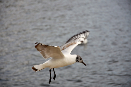 Seagull flying over the riverの写真素材