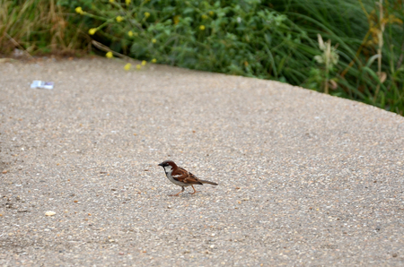 Little bird on the floorの写真素材