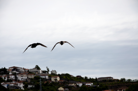 Wild ducks flyingの写真素材