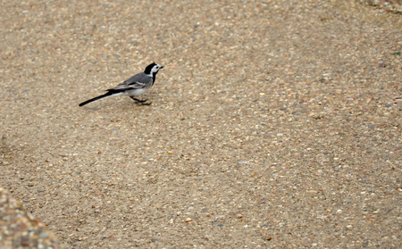 little birdの写真素材