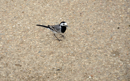 little birdの写真素材