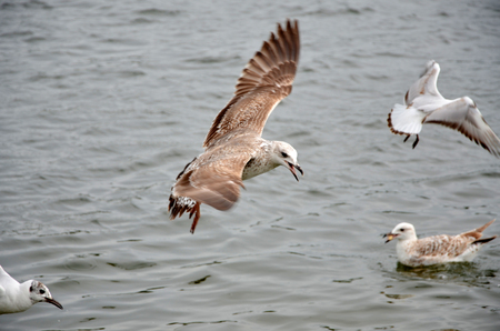 Seagulls flying over the riverの写真素材