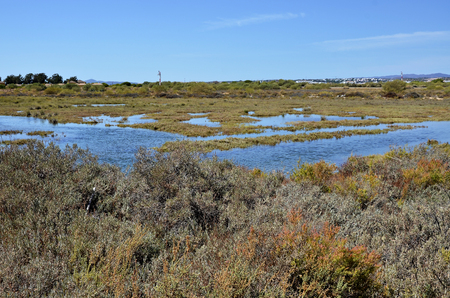 Wetlands in Algarveの写真素材