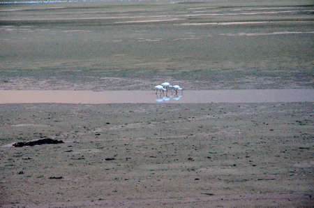 White egrets searching for food on the banks of the river by low tide at sunsetの写真素材